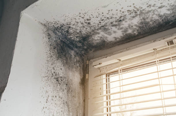 Affordable Attic Mold Remediation solutions in Saint Benedict, PA